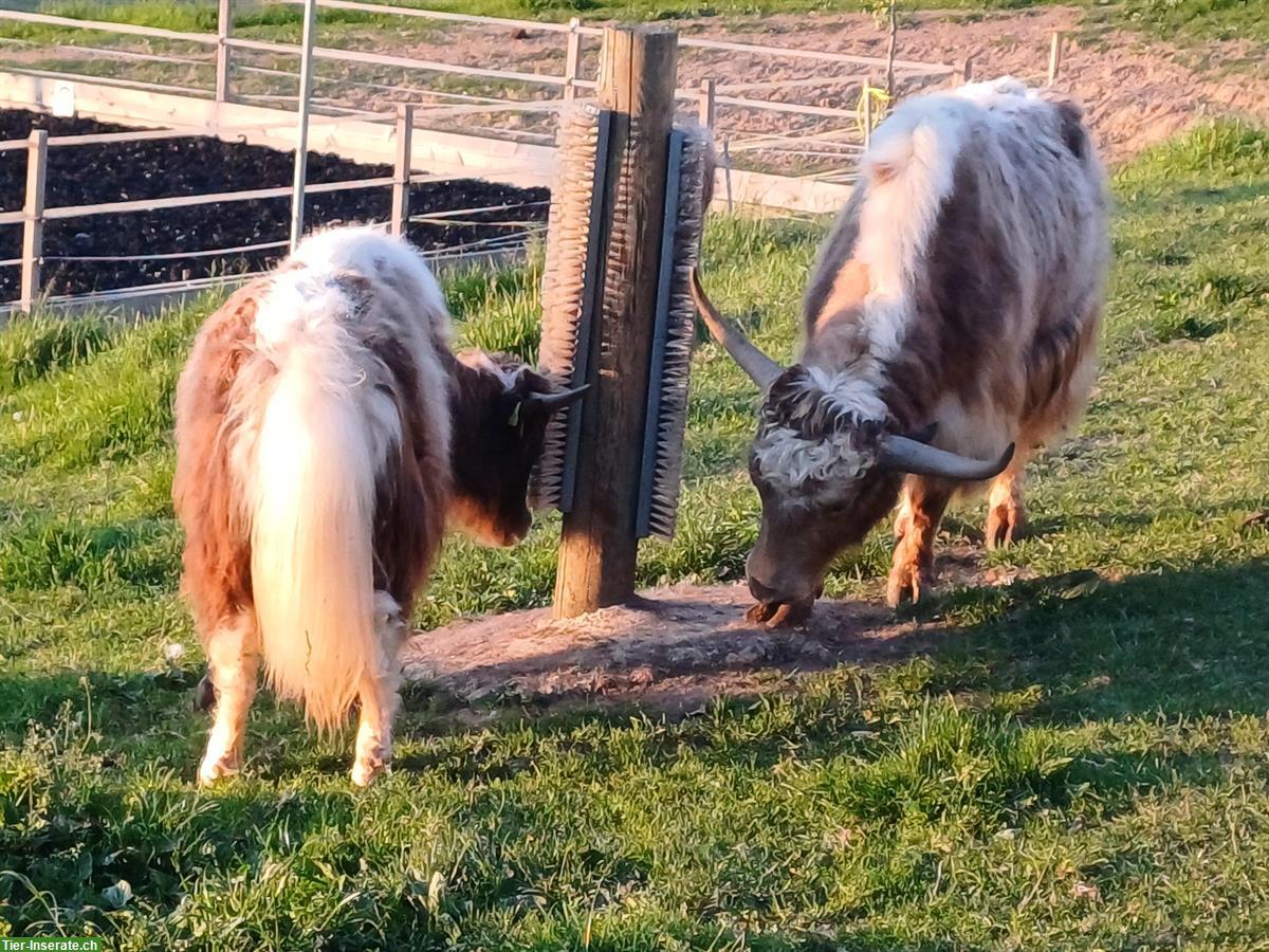 Bild 2: Kleine Yak Herde zu verkaufen