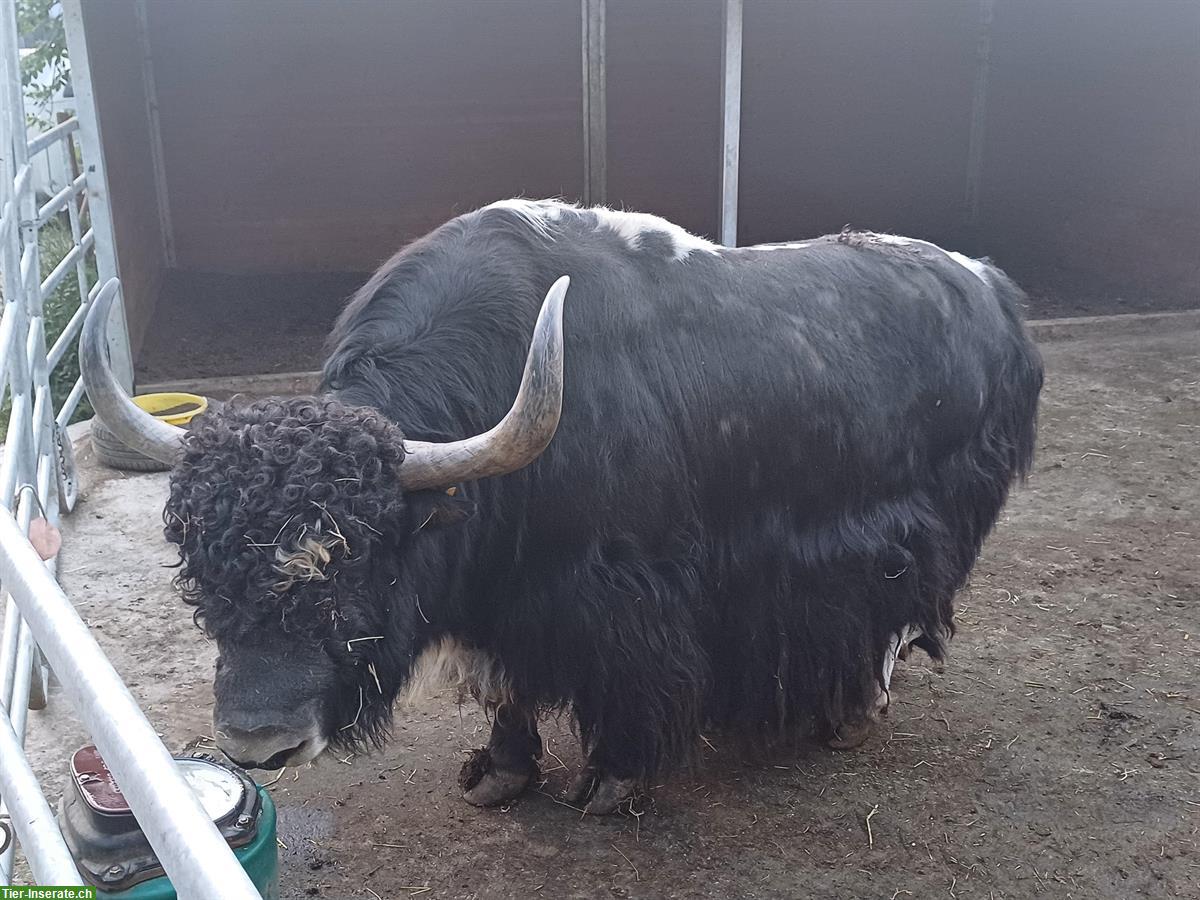 Bild 3: Kleine Yak Herde zu verkaufen