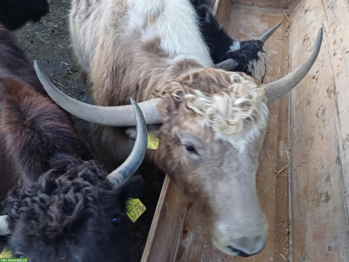 Bild 5: Kleine Yak Herde zu verkaufen