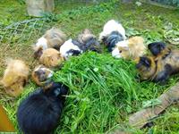 Verschiedenste Meerschweinchen abzugeben