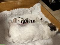 Jack Russell Terrier Welpen zu verkaufen
