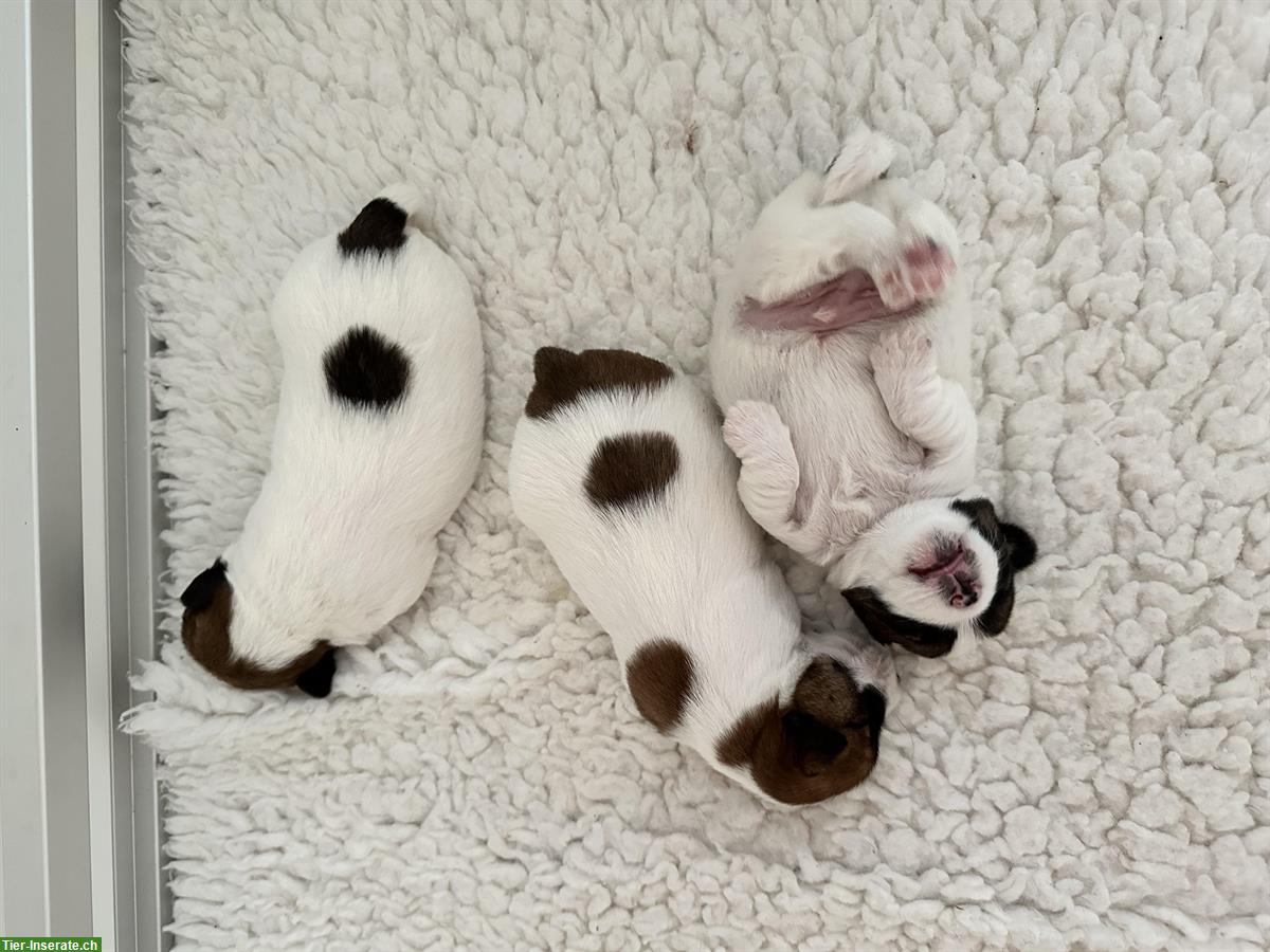 Bild 2: Jack Russell Terrier Welpen zu verkaufen