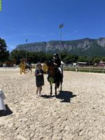 Pony français de selle zu verkaufen