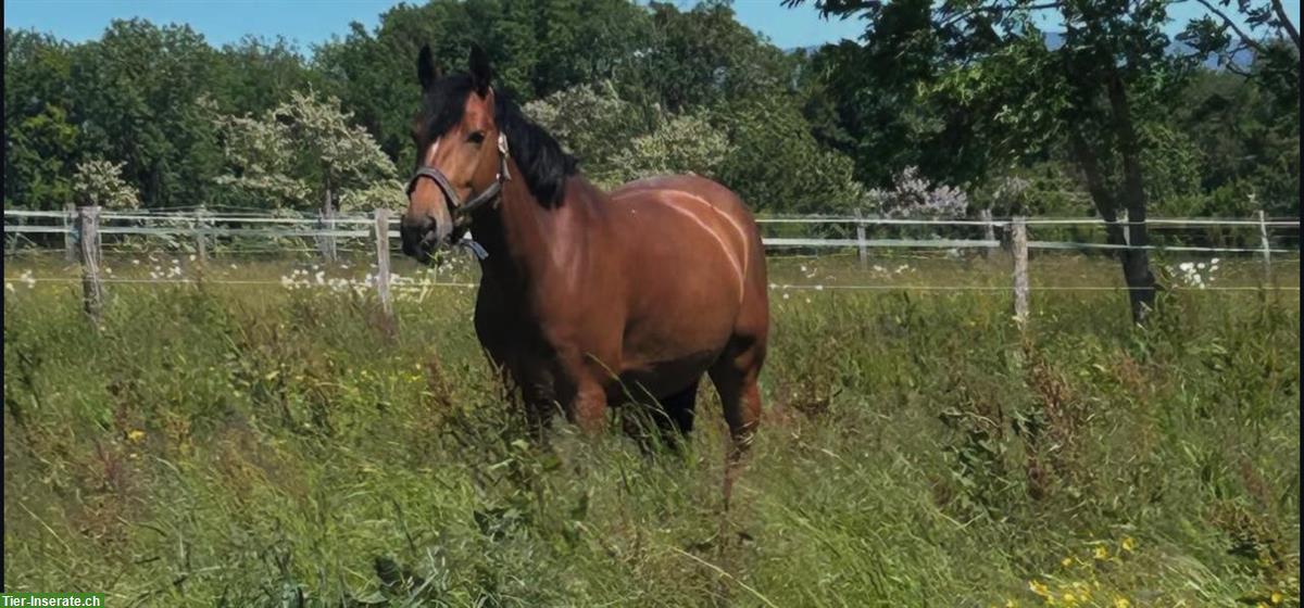 Bild 2: Pony français de selle zu verkaufen