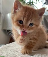 Junges Katerchen sucht Zuhause mit Freigang