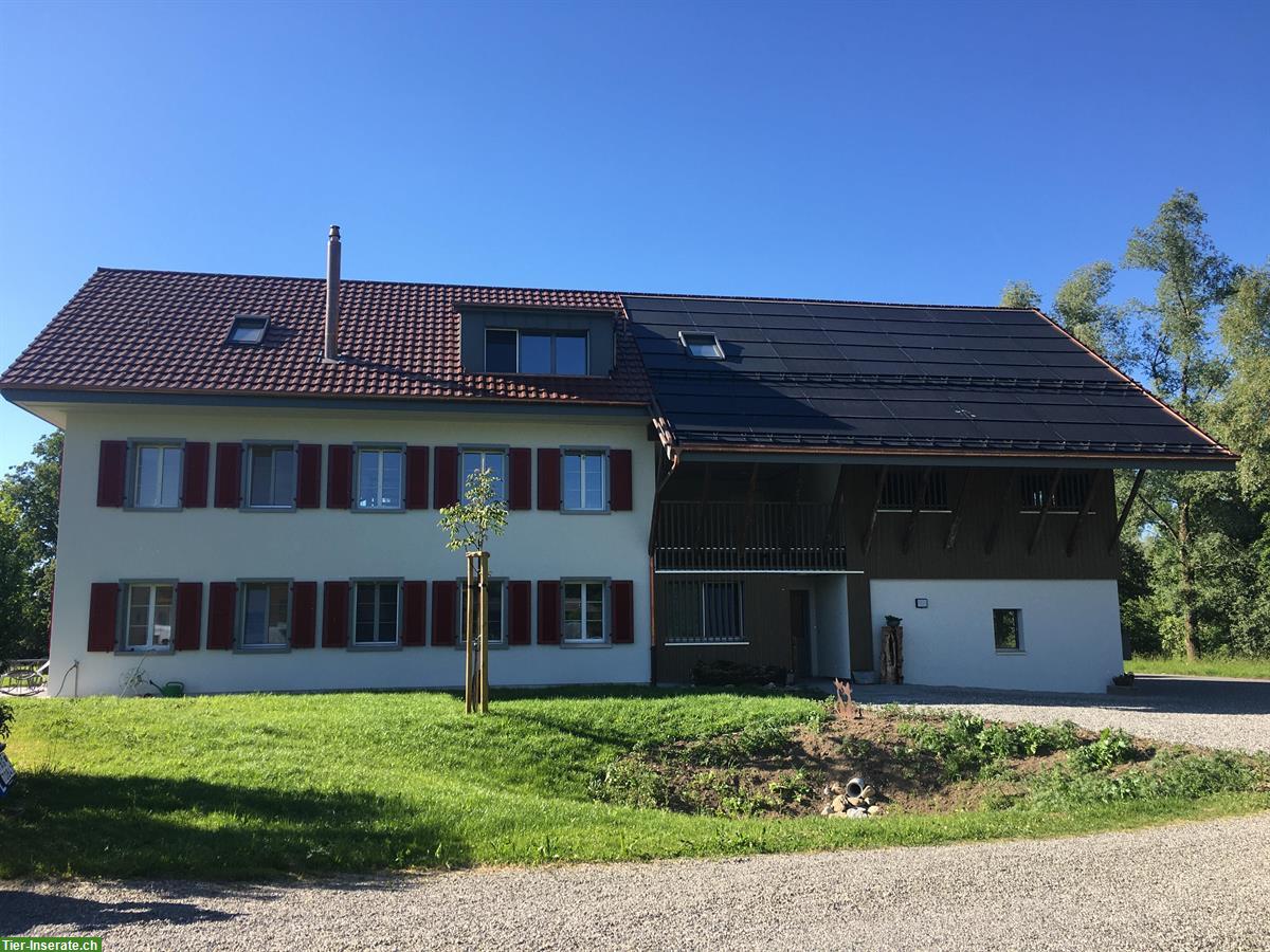 Bild 3: 6,5 Zimmer Wohnung mit 3 Pferdeboxen zu vermieten