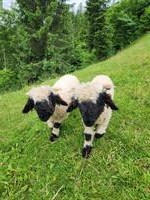 Walliser Schwarznasen Schafböckli zu verkaufen
