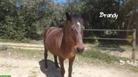 Reitbeteiligung - wir suchen Verstärkung für unser Team!