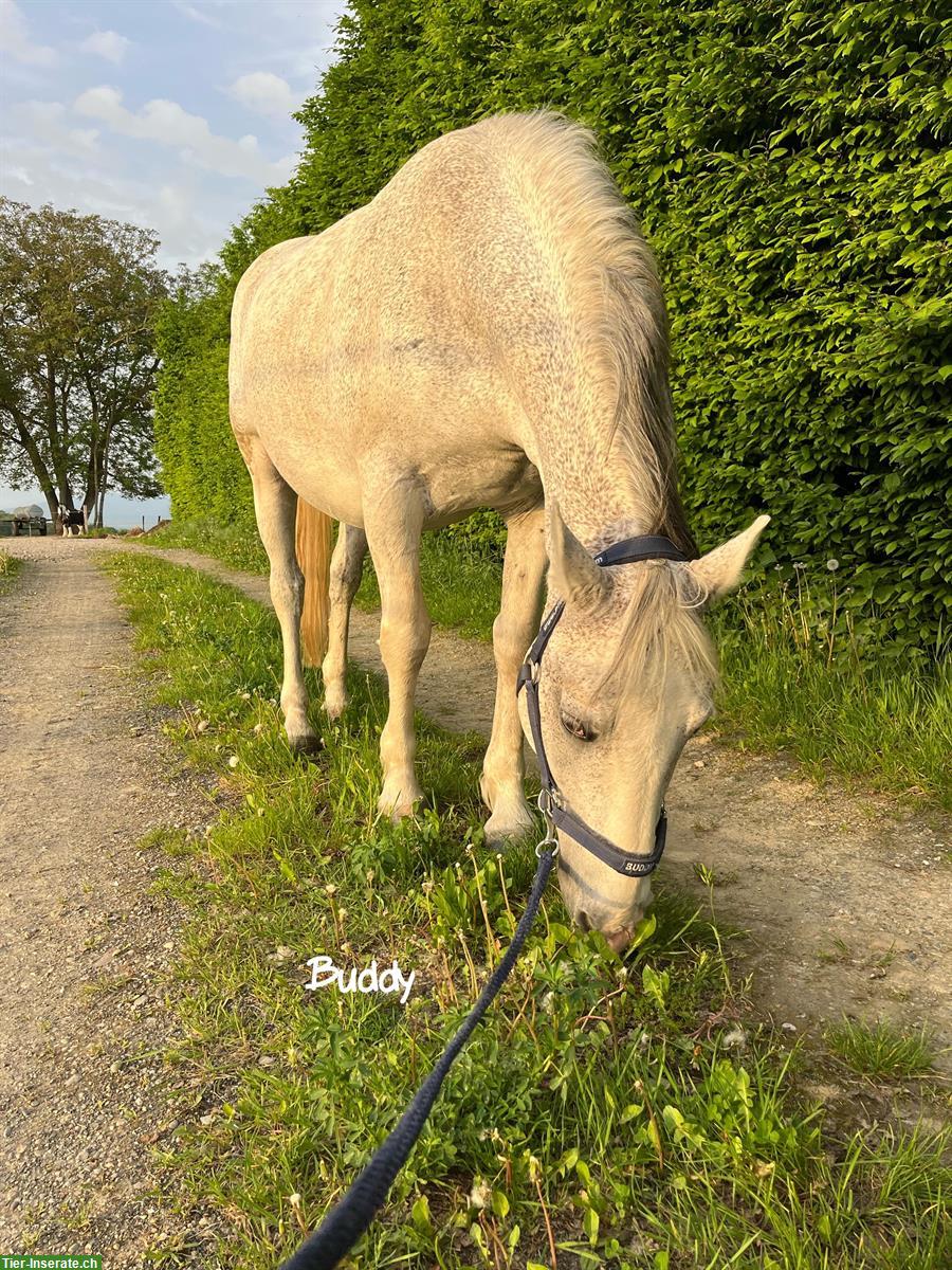 Bild 3: Reitbeteiligung - wir suchen Verstärkung für unser Team!