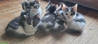 Junge zahme Katzen suchen ein Zuhause