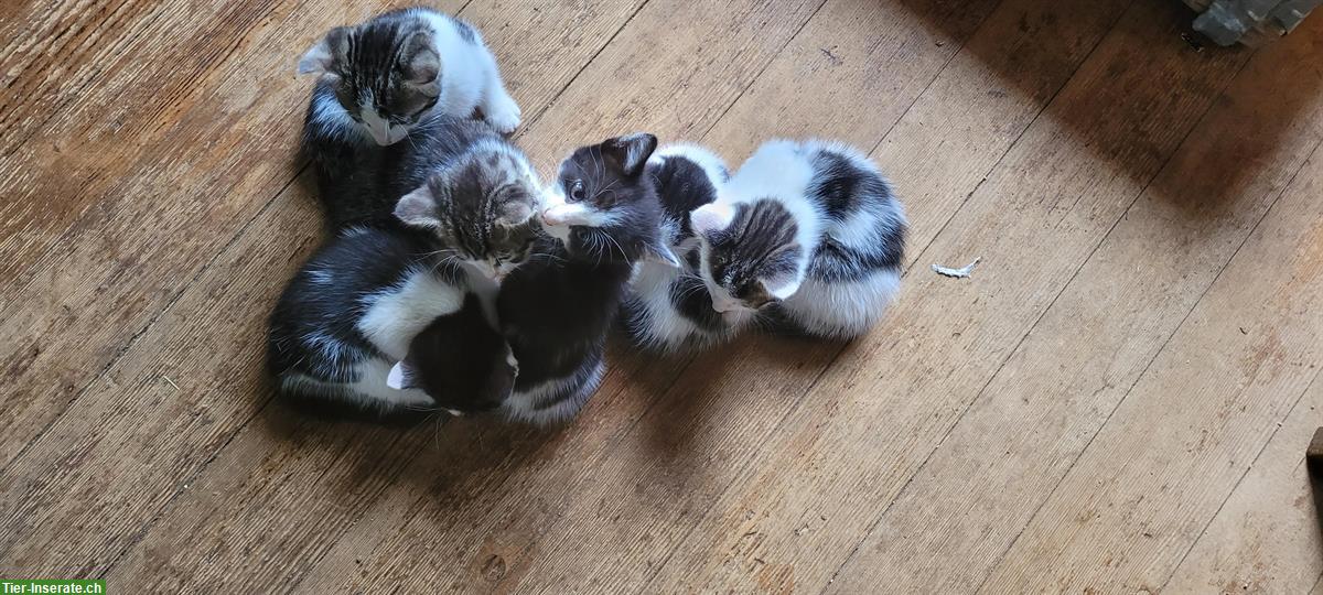 Bild 2: Junge zahme Katzen suchen ein Zuhause