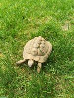 20-jähriges Schildkröten Männchen zu verkaufen