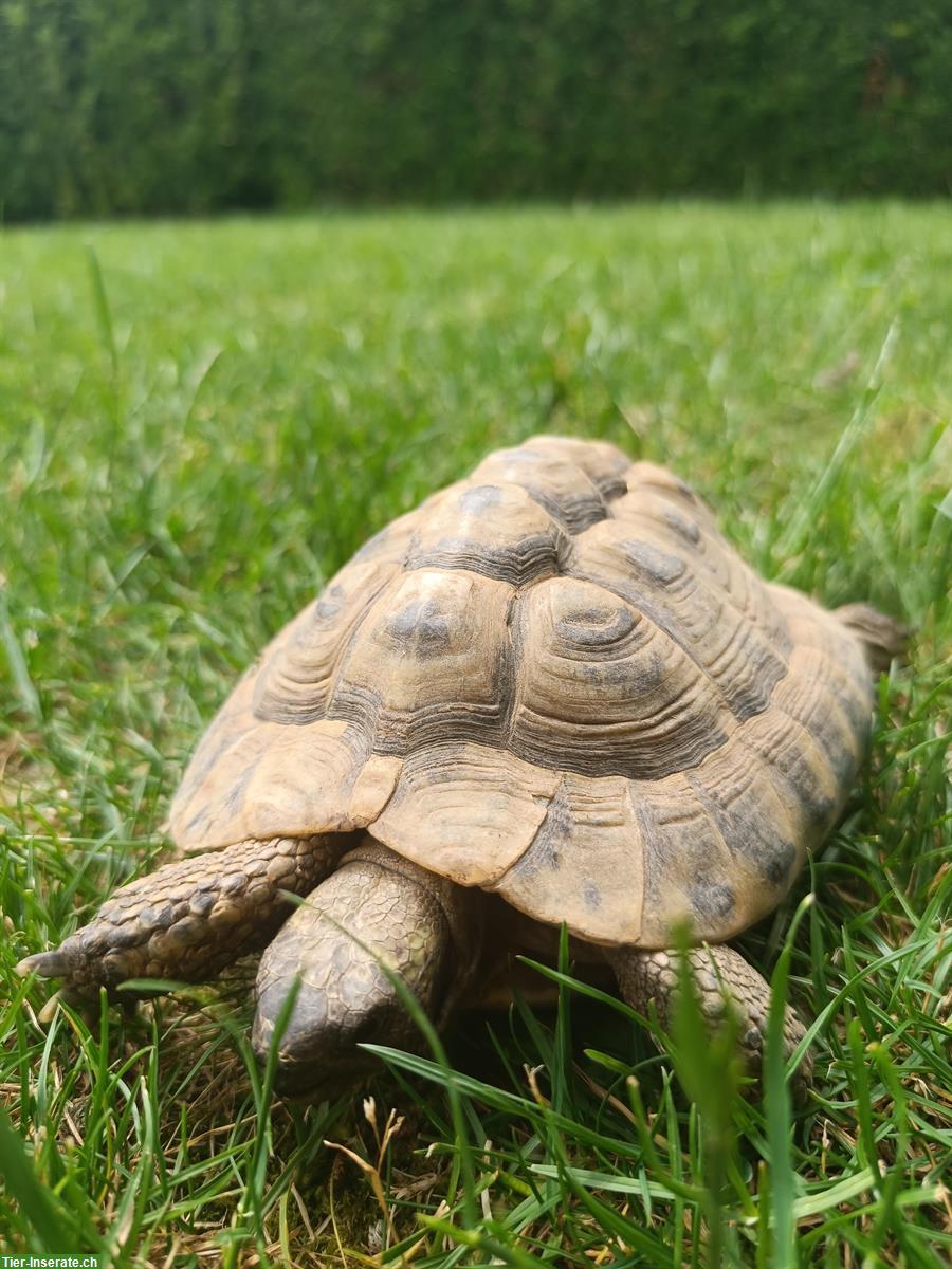 Bild 2: 20-jähriges Schildkröten Männchen zu verkaufen