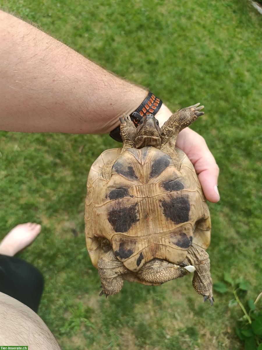 Bild 3: 20-jähriges Schildkröten Männchen zu verkaufen