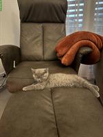 BKH Kitten suchen ein Zuhause