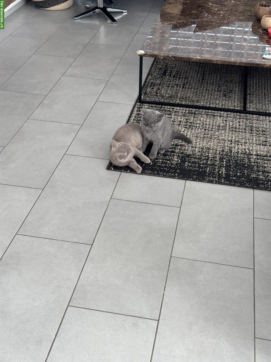 Bild 2: BKH Kitten suchen ein Zuhause