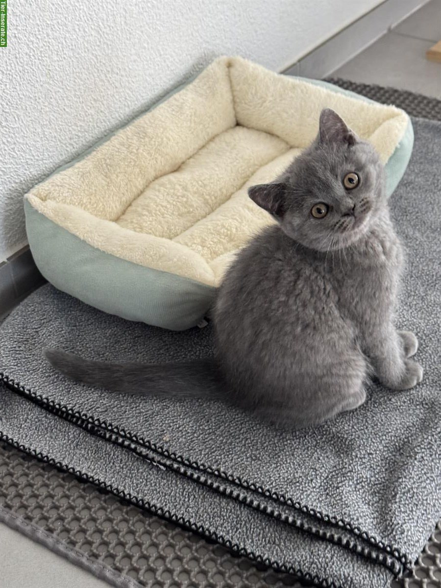Bild 3: BKH Kitten suchen ein Zuhause