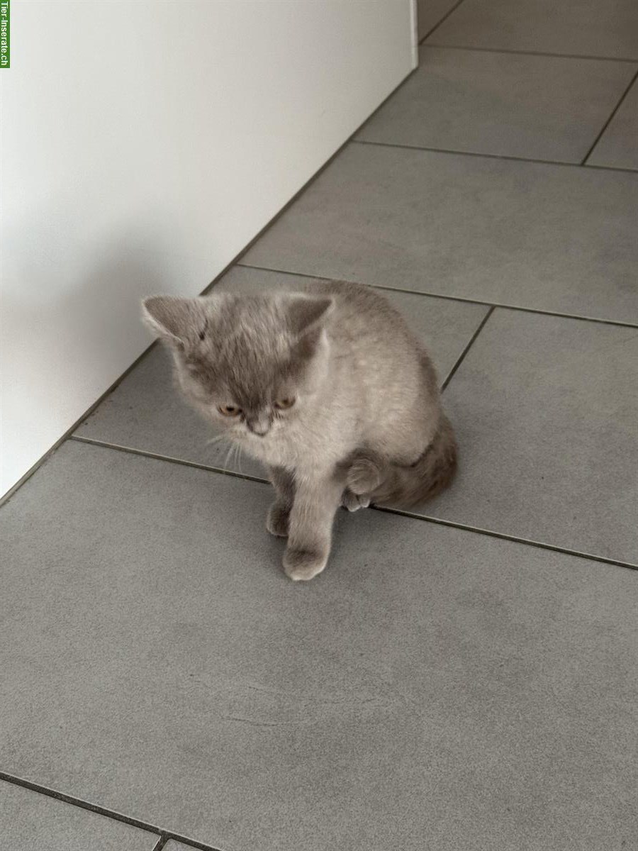Bild 4: BKH Kitten suchen ein Zuhause
