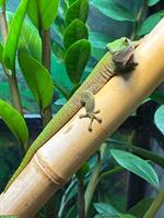 Phelsuma kochi 4.3.0 zu verkaufen