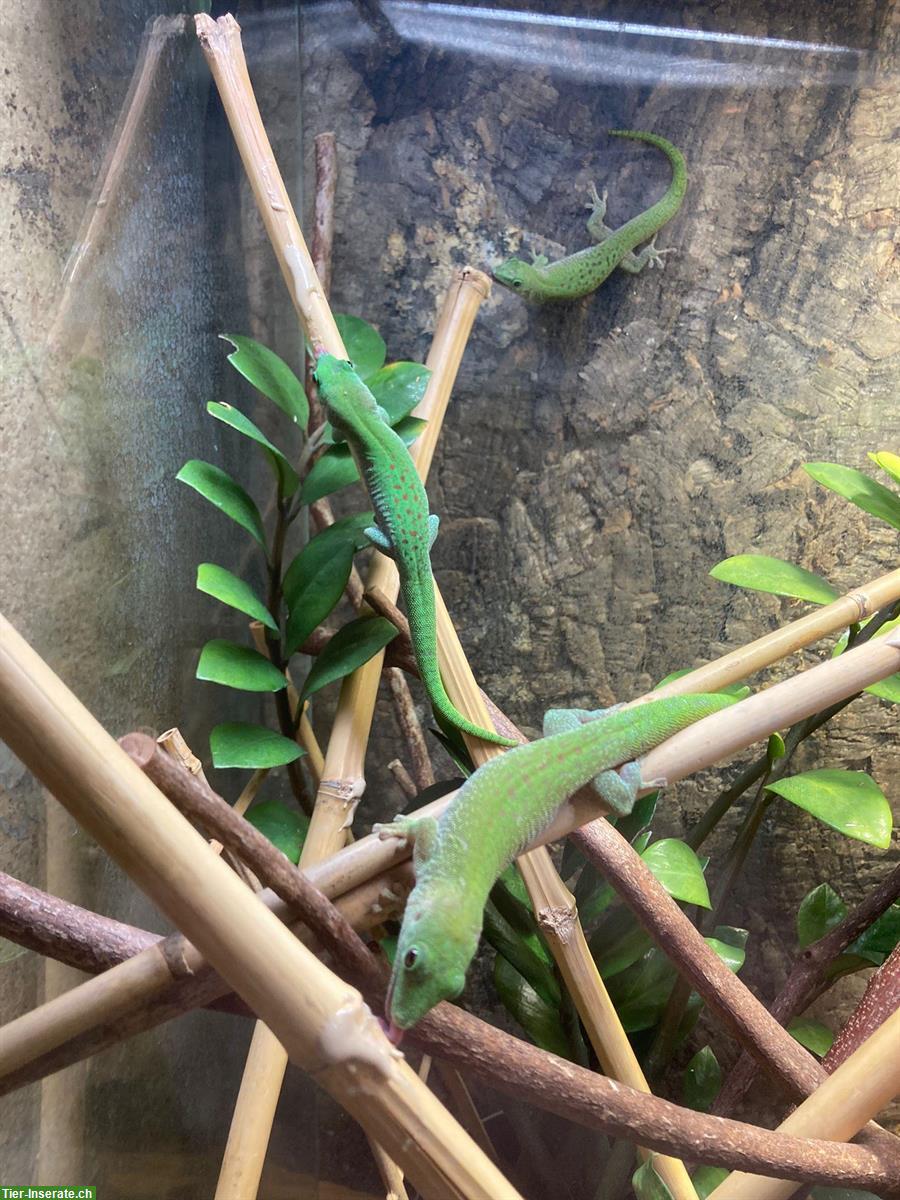 Bild 2: Phelsuma kochi 4.3.0 zu verkaufen