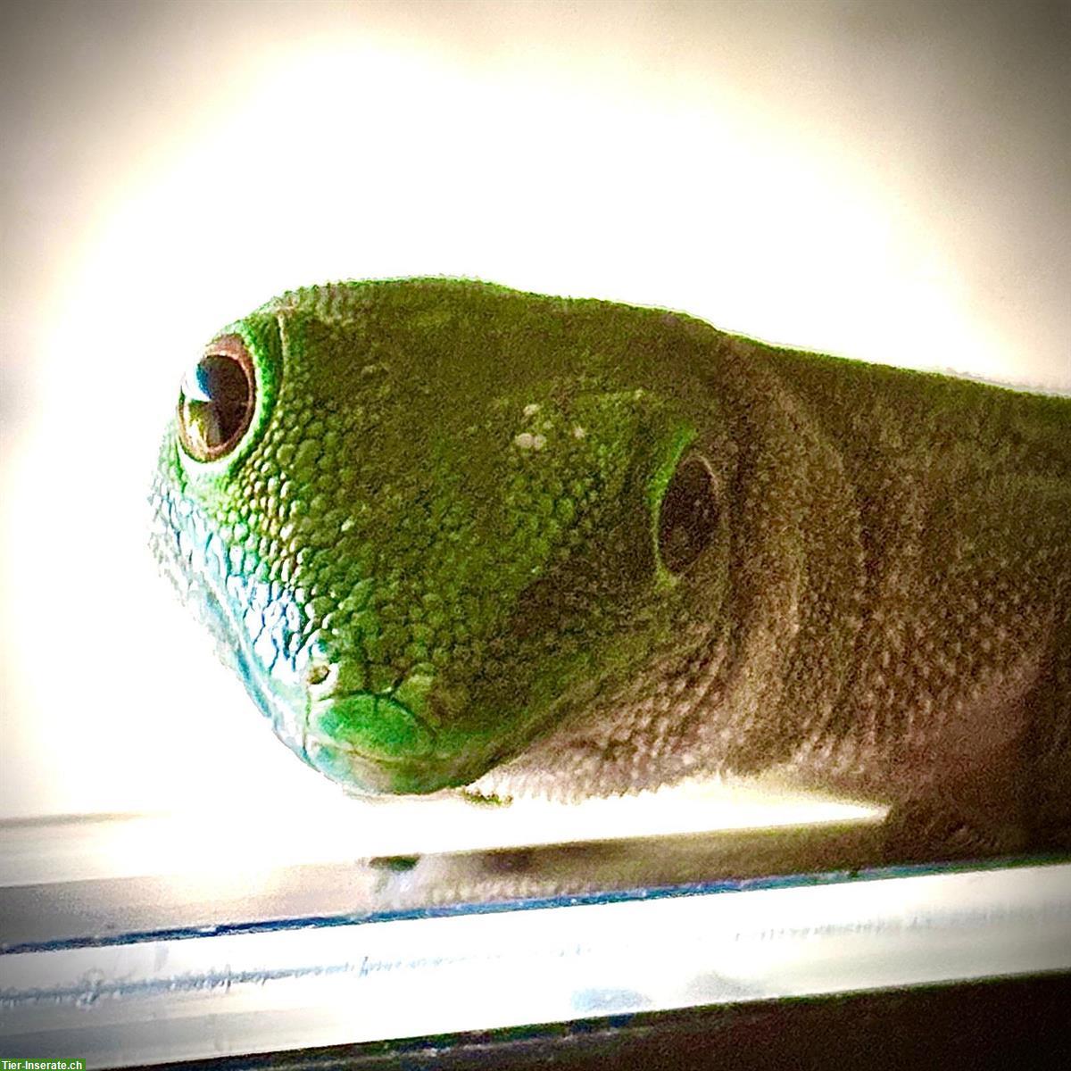Bild 3: Phelsuma kochi 4.3.0 zu verkaufen