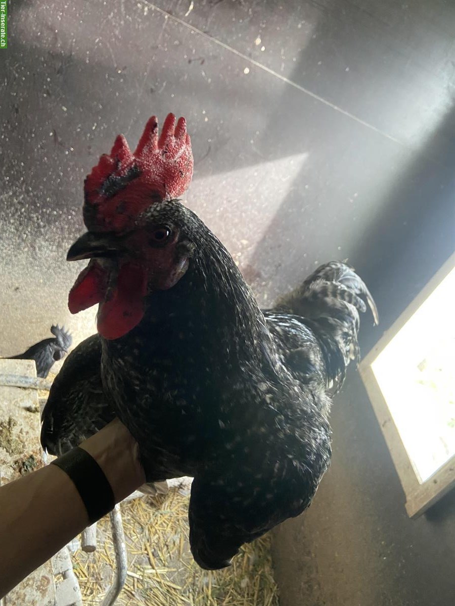 2 junge Hähne, Sperber Hahn + Ayam-Cemani Hahn