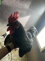 2 junge Hähne, Sperber Hahn + Ayam-Cemani Hahn