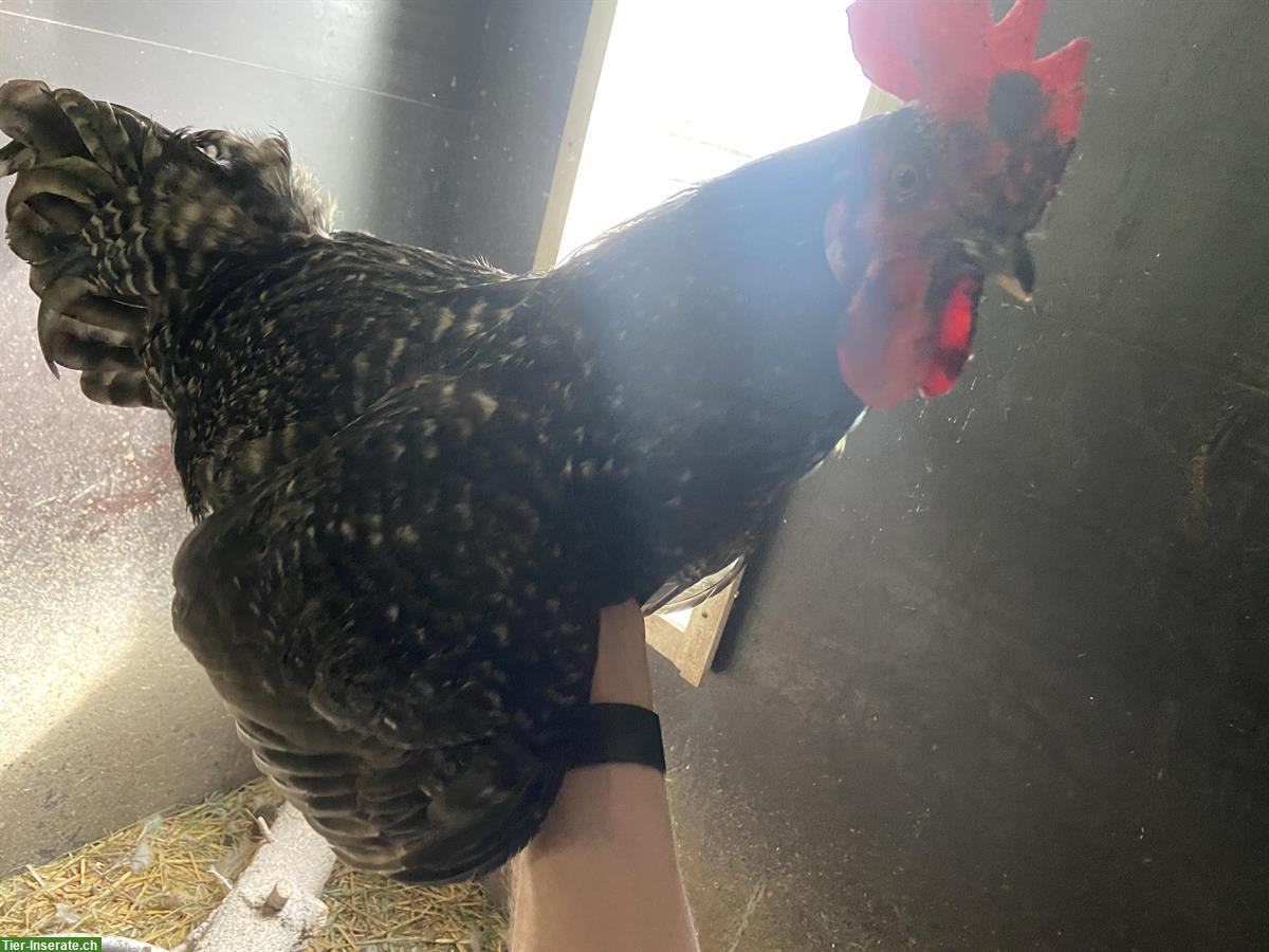 Bild 2: 2 junge Hähne, Sperber Hahn + Ayam-Cemani Hahn