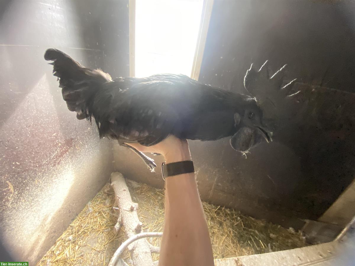 Bild 6: 2 junge Hähne, Sperber Hahn + Ayam-Cemani Hahn