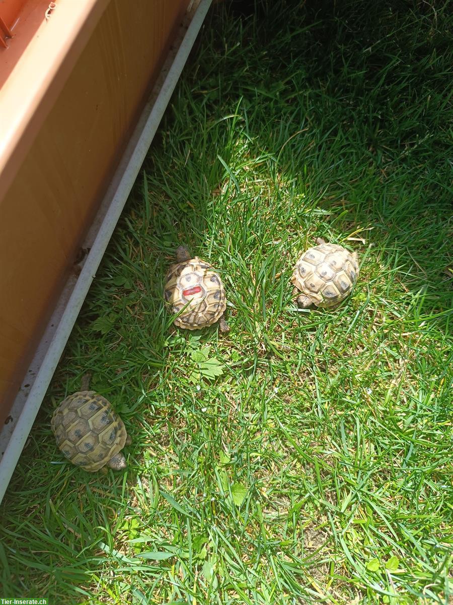1-jährige Griechische Landschildkröten abzugeben