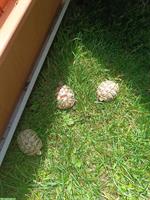 1-jährige Griechische Landschildkröten abzugeben