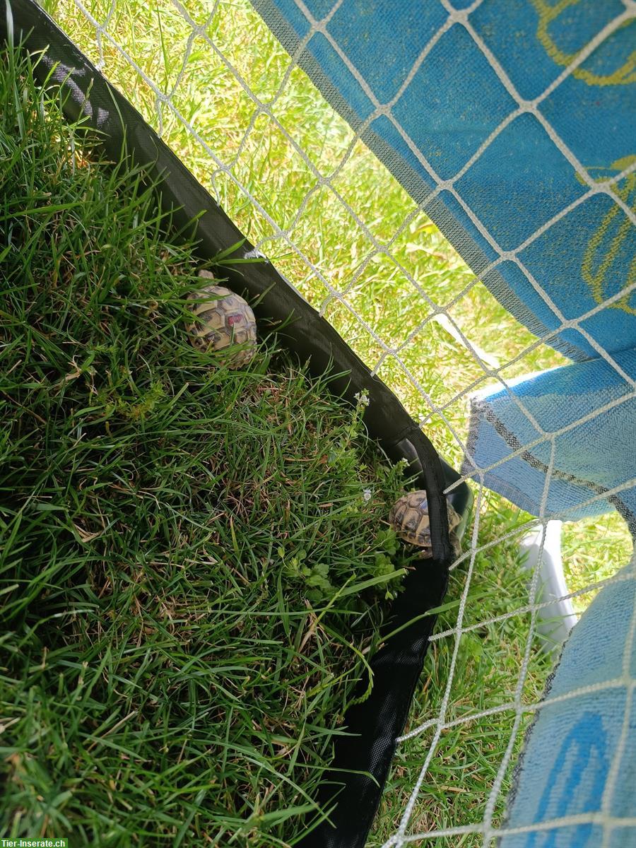 Bild 2: 1-jährige Griechische Landschildkröten abzugeben