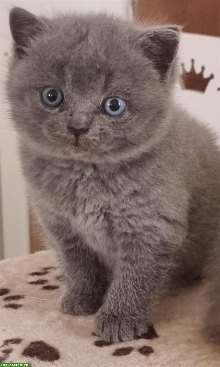 BKH, Britisch Kurzhaar Kitten, männlich und weiblich