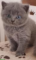BKH, Britisch Kurzhaar Kitten, männlich und weiblich