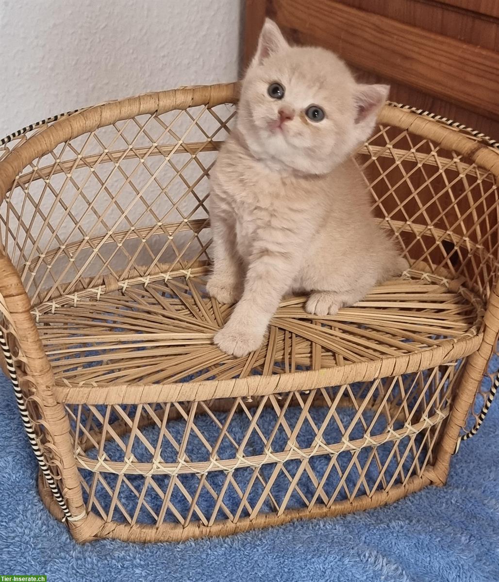 Bild 2: BKH, Britisch Kurzhaar Kitten, männlich und weiblich