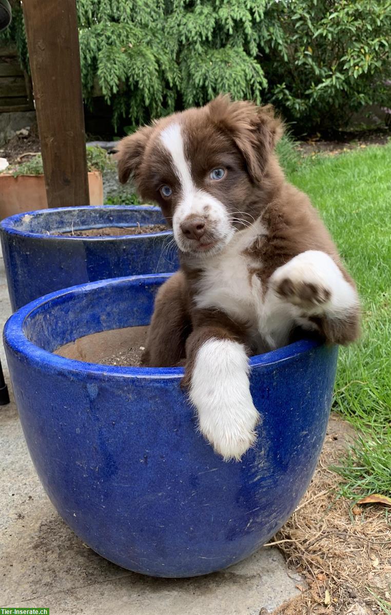 Toy Australian Shepherd Welpe sucht tollen Platz