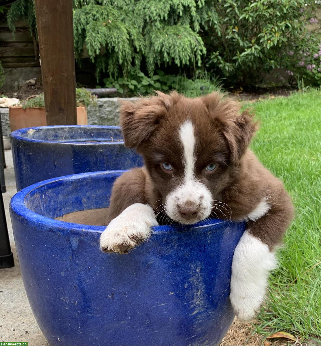 Bild 2: Toy Australian Shepherd Welpe sucht tollen Platz