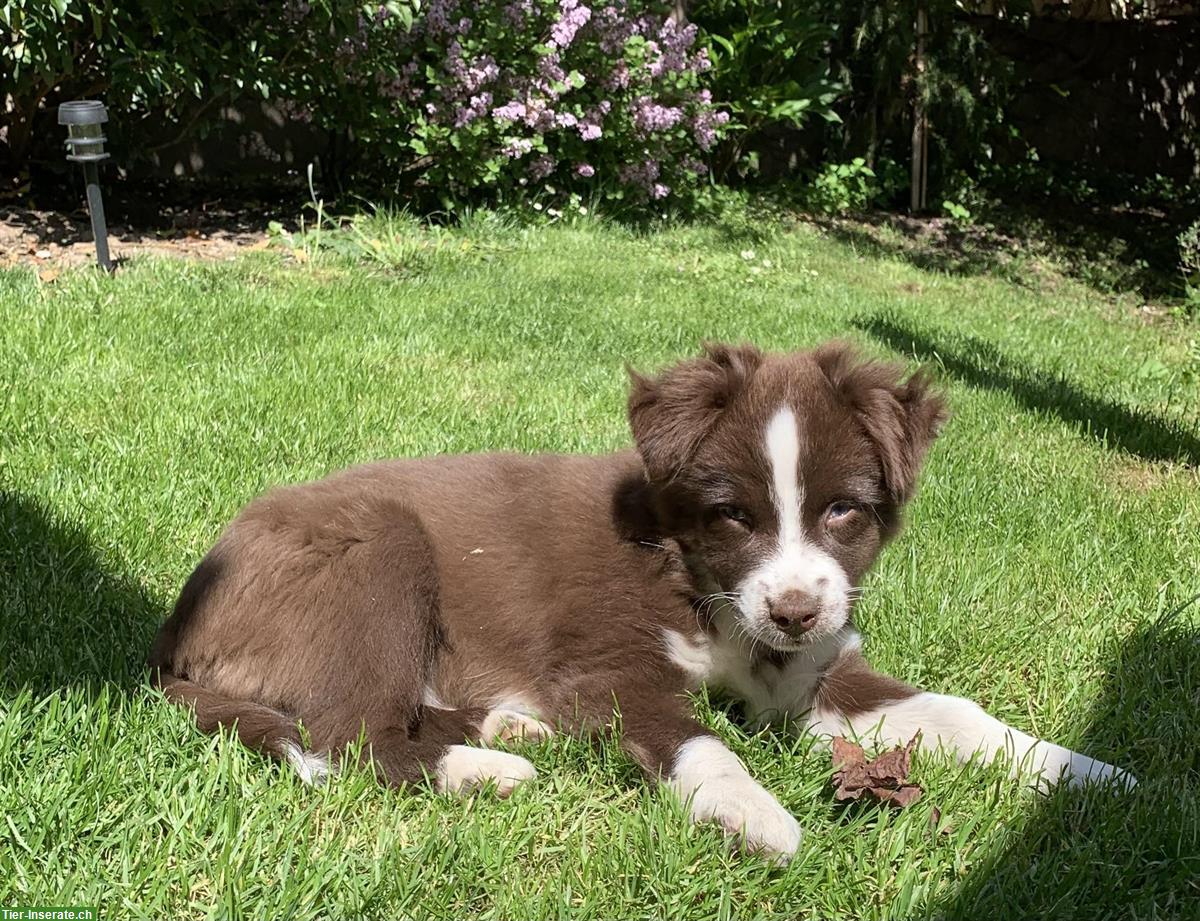Bild 3: Toy Australian Shepherd Welpe sucht tollen Platz