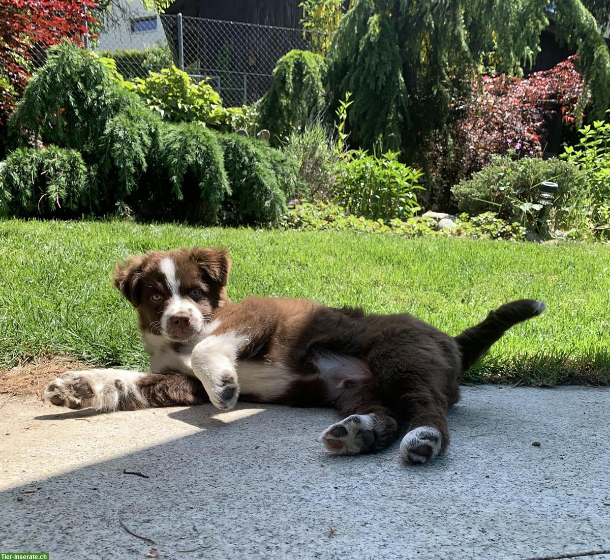 Bild 4: Toy Australian Shepherd Welpe sucht tollen Platz