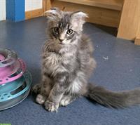 Ninjo, wunderschöner Maine Coon Kater, blue tabby