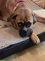 Boxer Rüde sucht dringend ein zuhause