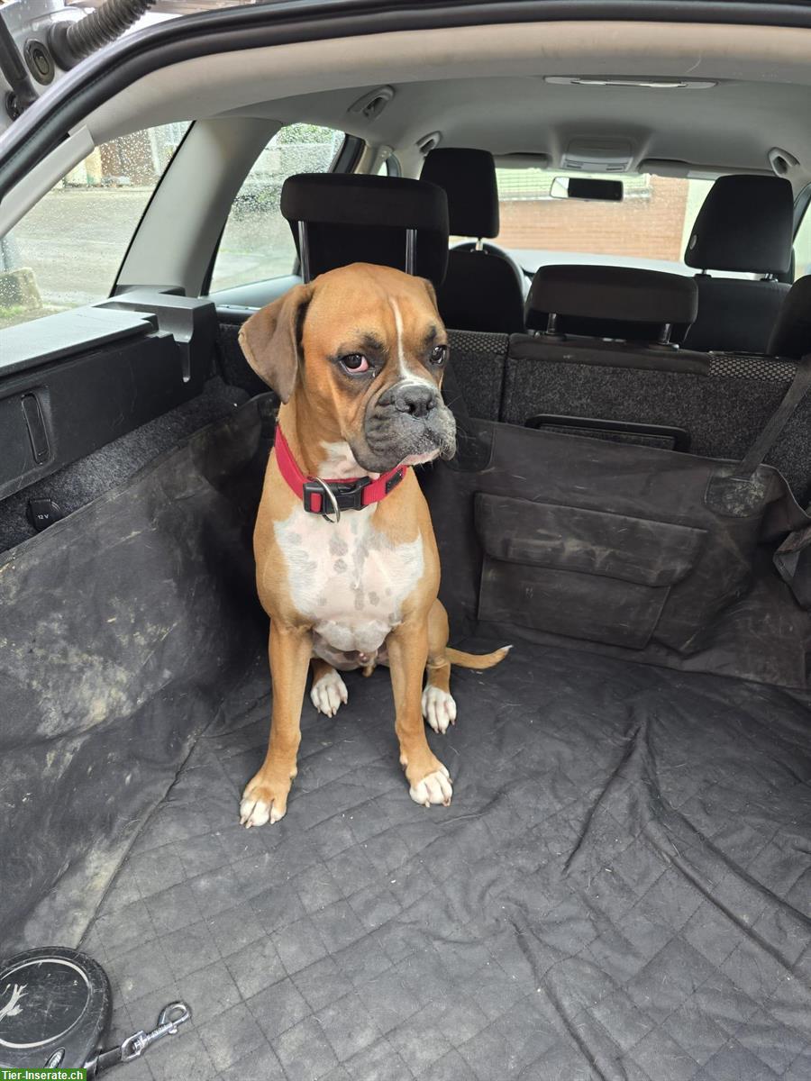 Bild 2: Boxer Rüde sucht dringend ein zuhause