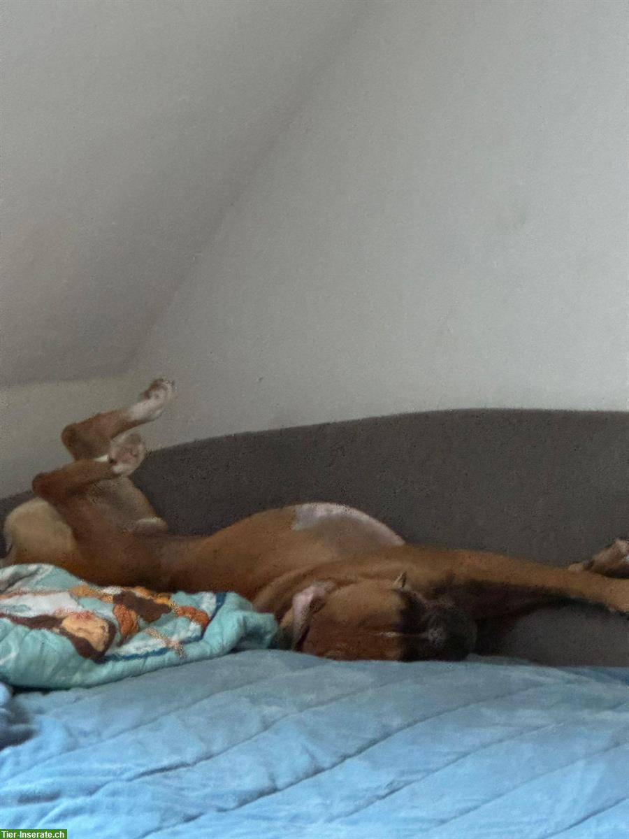 Bild 3: Boxer Rüde sucht dringend ein zuhause