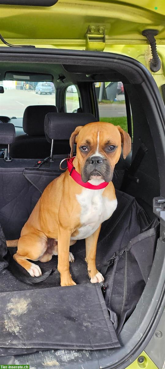 Bild 4: Boxer Rüde sucht dringend ein zuhause