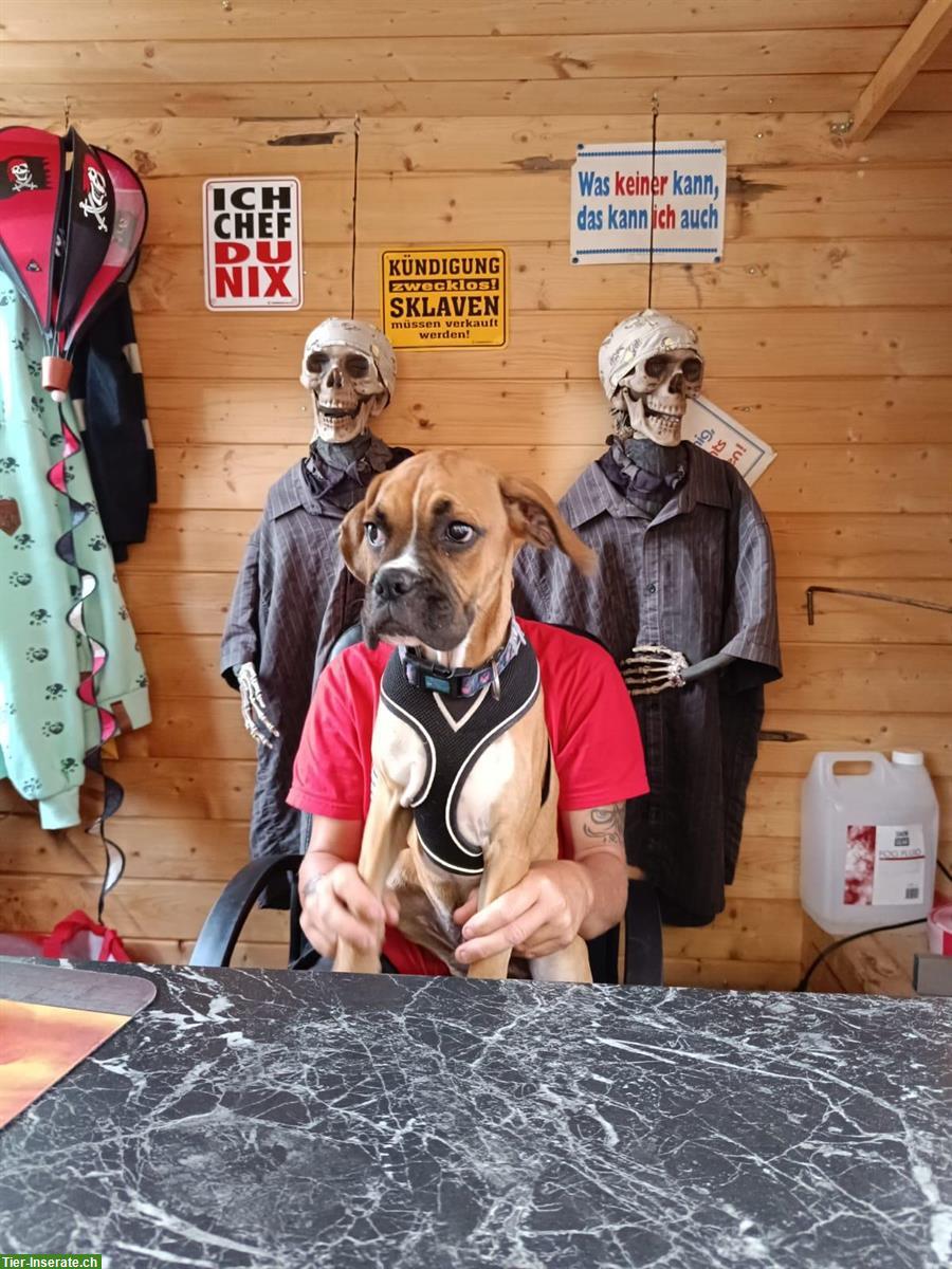 Bild 6: Boxer Rüde sucht dringend ein zuhause