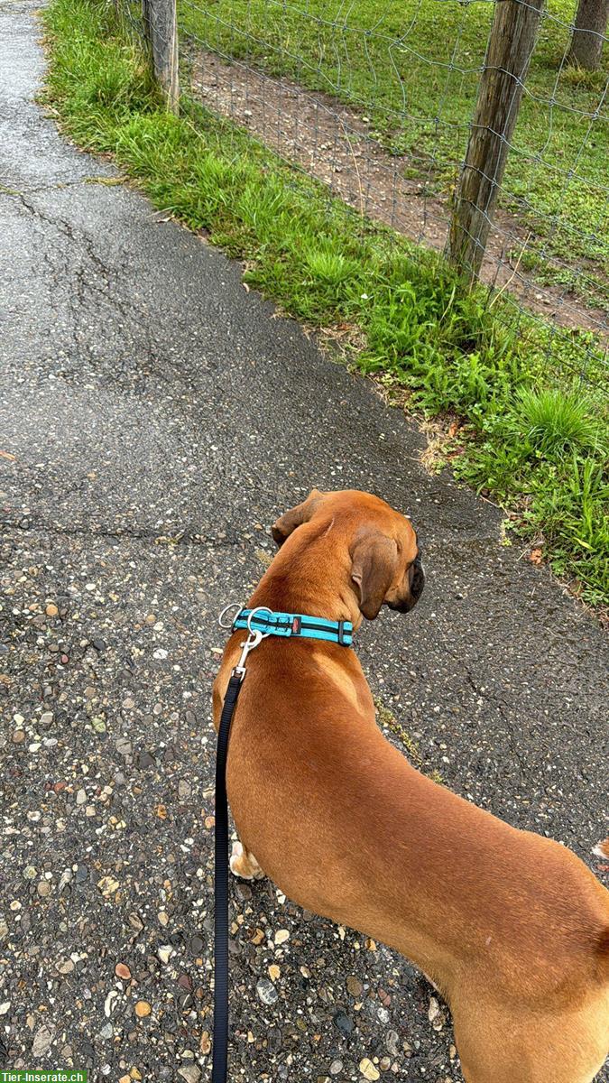 Bild 7: Boxer Rüde sucht dringend ein zuhause