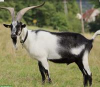 Pfauenziegen Bock GESUCHT