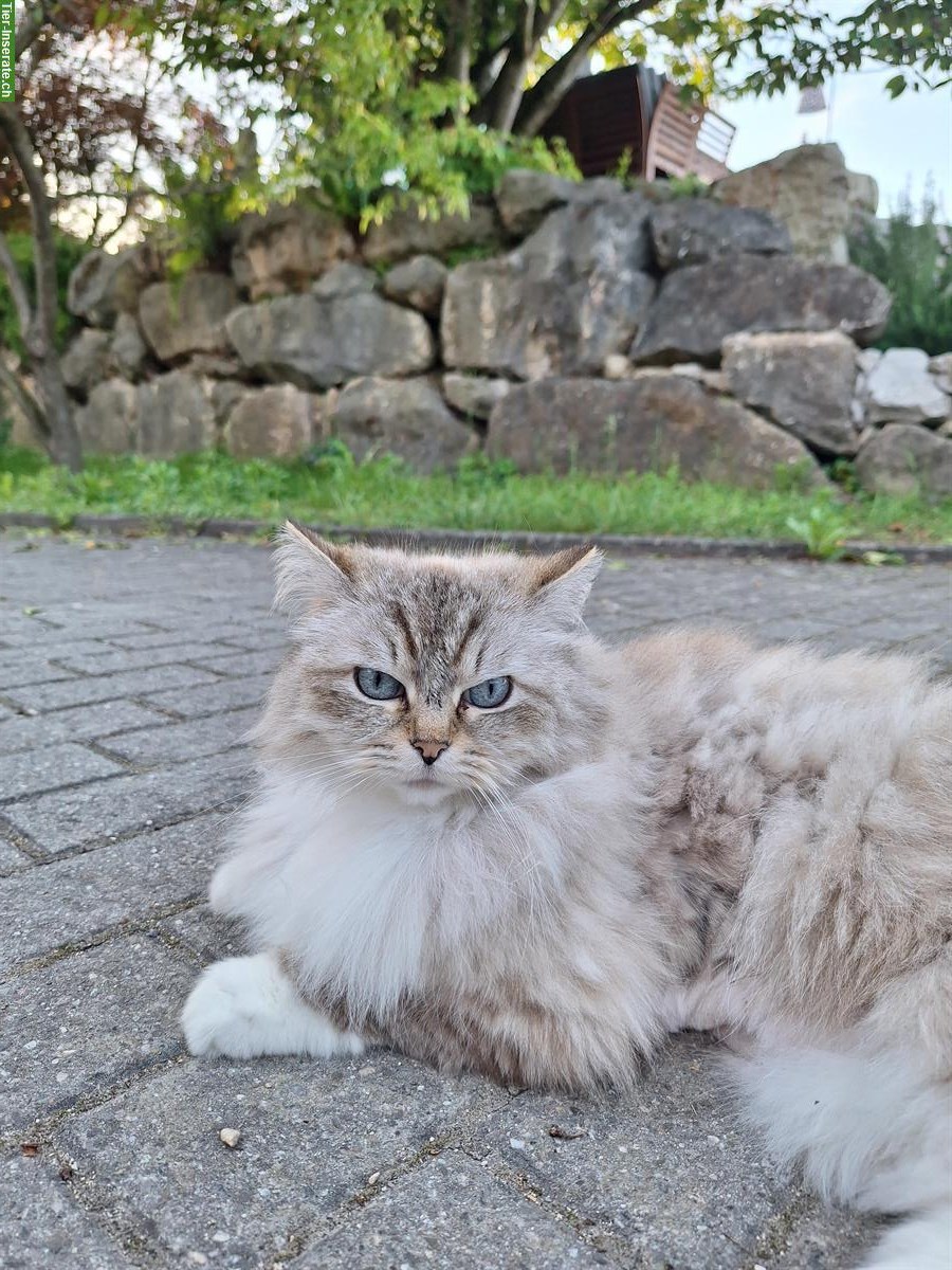 Ragdoll Katzen suchen liebevolles Zuhause