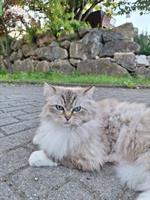 2 Ragdoll Katzen suchen liebevolles Zuhause
