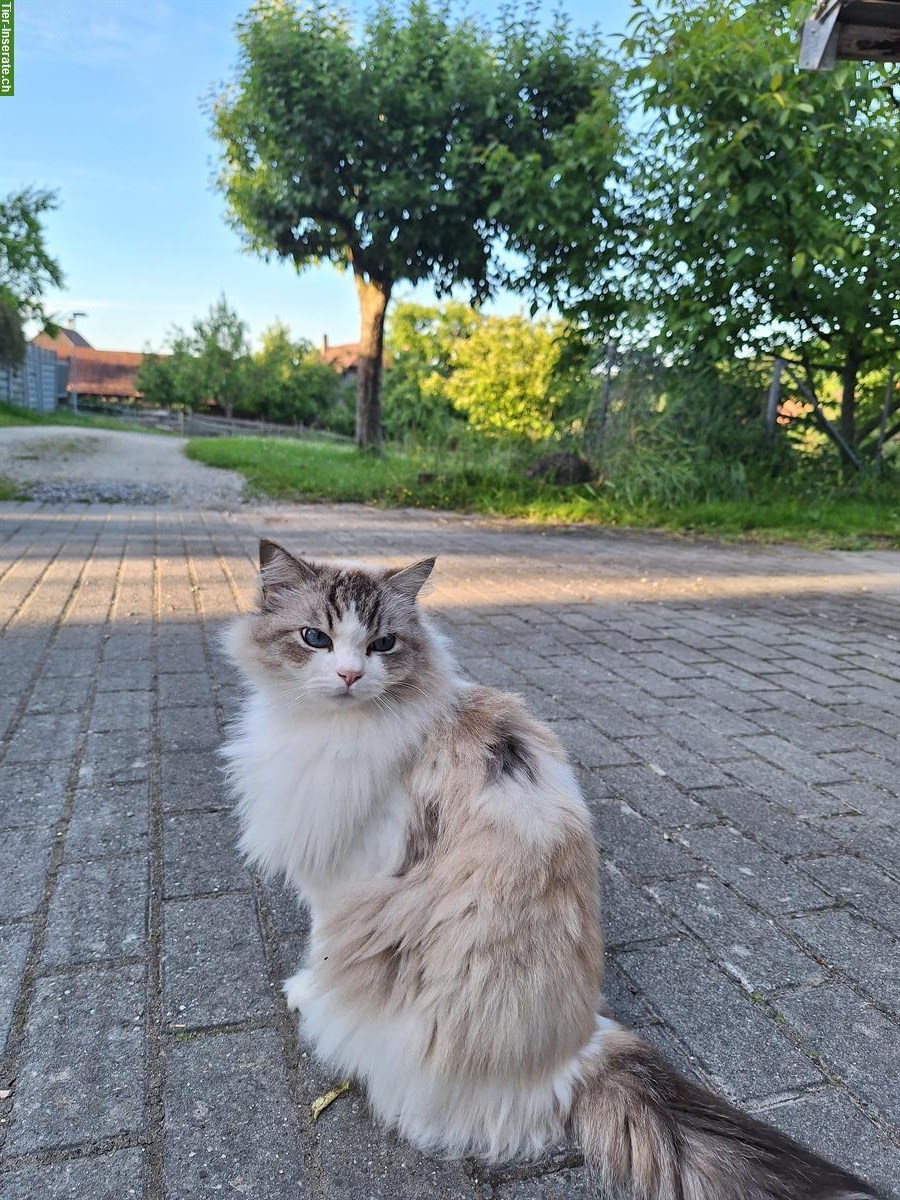 Bild 2: Ragdoll Katzen suchen liebevolles Zuhause